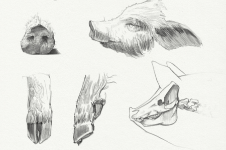 Pork Sketches
